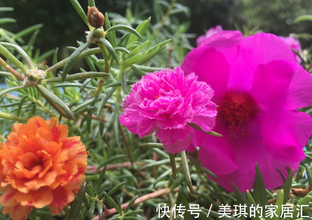 肥料|秋天，家里这4种花要施肥了，盆土更肥沃，枝叶多花更多