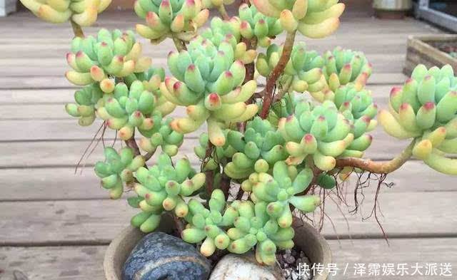 花友|多肉长胡子了这是危险信号，赶紧挖出来看看！