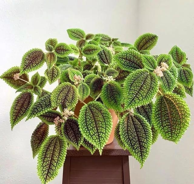 清新|冬天在家养几盆冷水花,清新又文雅,耐阴又好养!