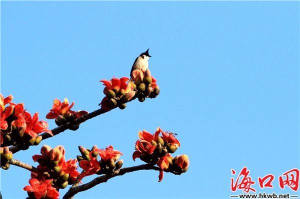 海口：木棉花开鸟自来[组图]