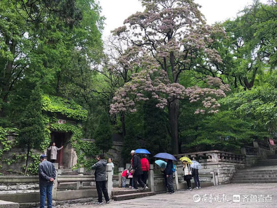 崂山：百年流苏花盛放，花浓如云，馨香四溢