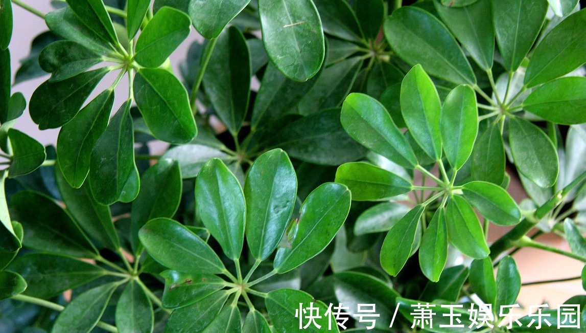 家里必须养的5种花卉盆栽,让身体远离病痛,还能省下买药钱