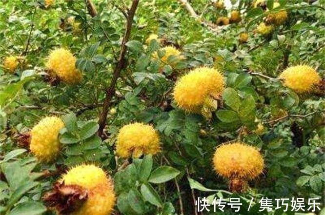 食物|适合女性吃的3种食物,排毒养颜、延缓衰老,早吃早健康!