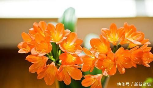 进入7月养君子兰,1看2做3注意,叶绿根壮,花开一茬又一茬