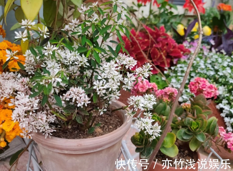 四季海棠|气候四季分明,养花就养这3样,天冷天热花开不停,漂亮好活