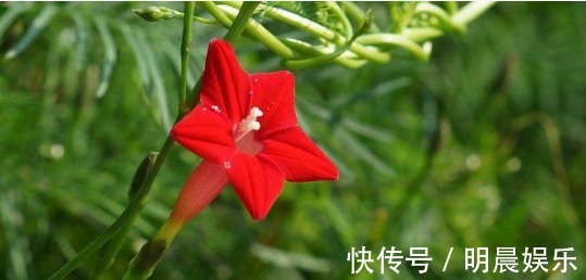 茑萝松|喜欢菊花，不如养盆“埃及众星”，花朵五角星，鲜红欲滴