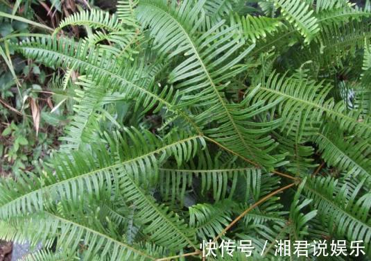 此植物叫芒萁,以前是烧火的好材料,现在被遗忘,越来越少见了