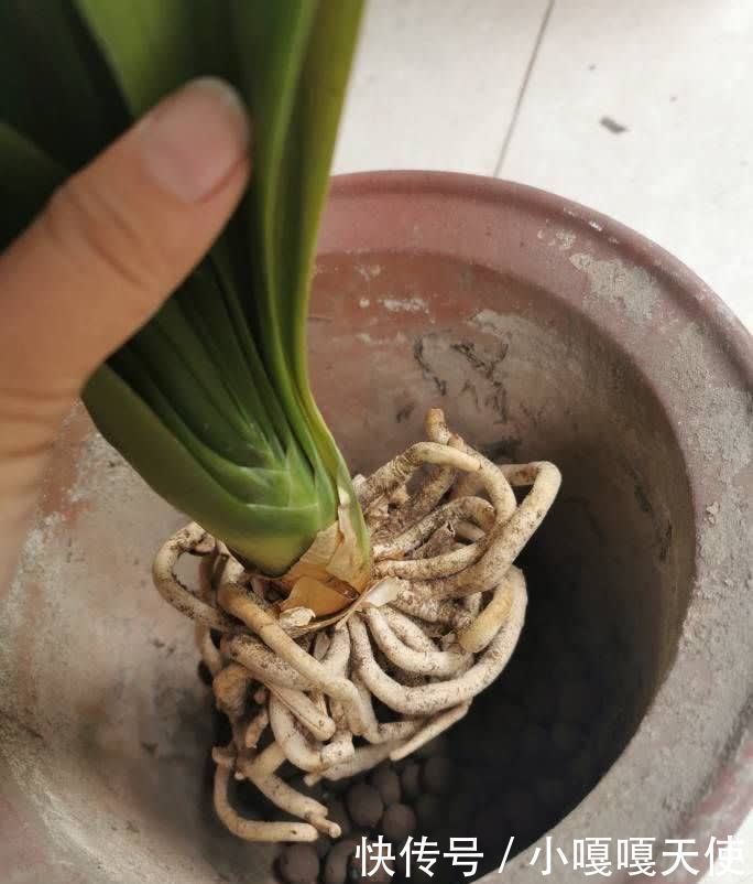 春天养君子兰,要做好“三步”,长新叶、花朵盛开