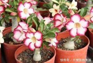 橙子皮|养花用果皮,直接扔盆里,7天长新芽,不怕养不活