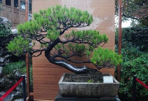 树桩|制作盆景时，很少的盆土能满足树木的生长吗？盆土越少，盆景的养护难度越大