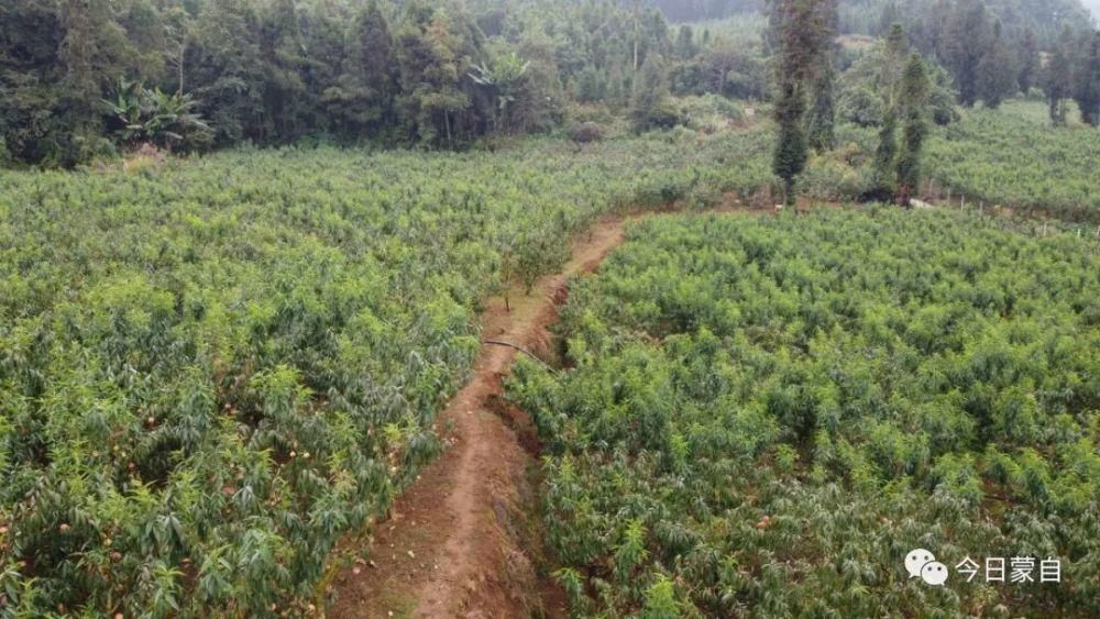 冬桃基地|冬天还有新鲜桃子吃？蒙自人太幸福了！