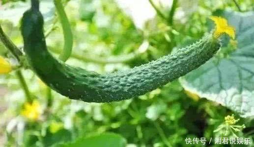 常吃|三伏天,推荐女性常吃3种食物,毒素减少,养颜排毒,早知早好