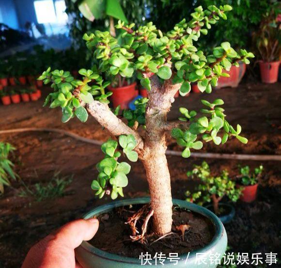 4种漂亮花，趁着“热天”快扦插，不但易生根而且长得快