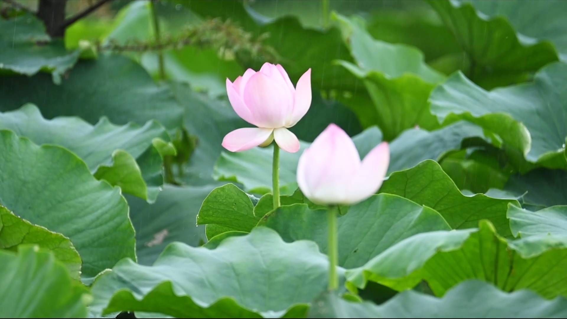 新华社音视频部|走近抚仙湖 感受春夏秋冬之美