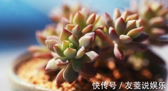 好好打理下你的多肉,让它们更加健康生长!