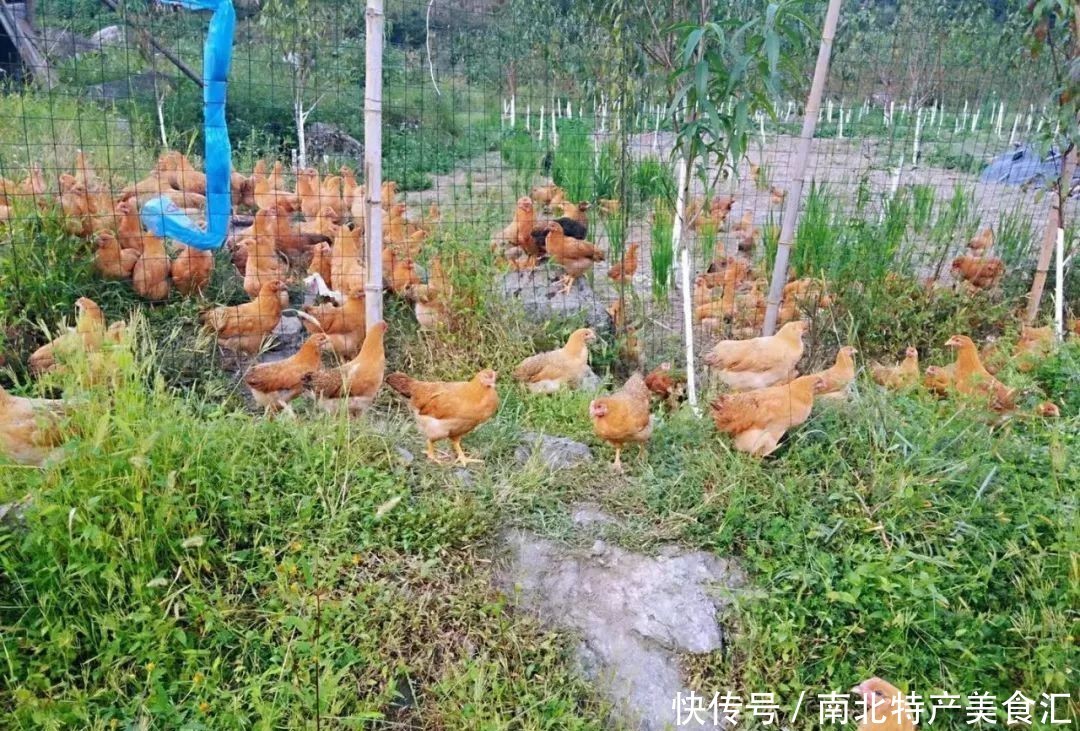 养殖|购买的土鸡吃着不香,你买的可能不是正宗土鸡