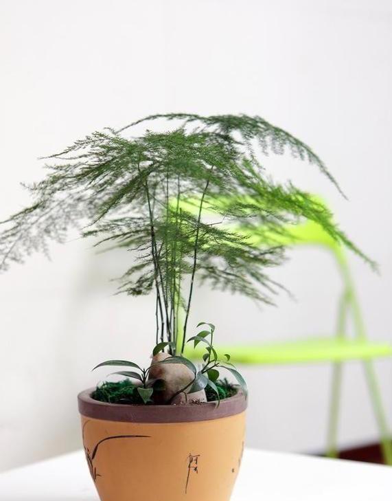 文竹盆土里插个“神器”,盆土状况一目了然,变成茂密“小森林”