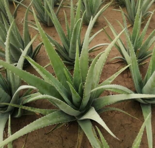 “聪明人”喜欢养的5种花,真能减少病菌吗?养之后:想多养几盆