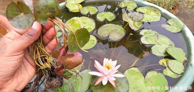 睡莲叶子老是烂,水里长虫,怎么促进开花?这些问题都统一回答了