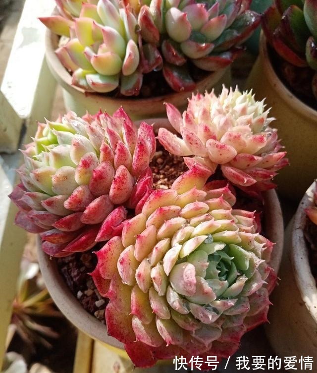 多肉中的“爆崽小能手”,无需砍头易群生,普货养成高级小老桩!