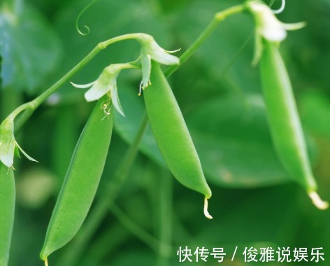 祛湿|夏季养生多吃3种果蔬，祛湿排毒，扫除体内积毒，使人气血红润！