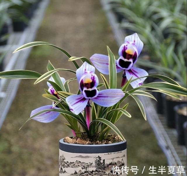 此兰是“神秘”的化身,花色少有,香味扑鼻,很多老花匠都没见过