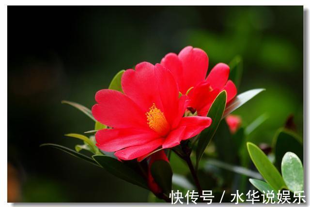 花朵|四季茶花进入秋季后怎么养护做好几点，花朵能一直开到冬天