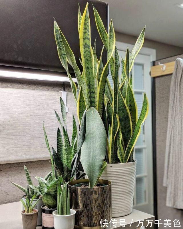 虎皮兰有“3怕两不喜”，难怪不爱出小芽，还越长越难看