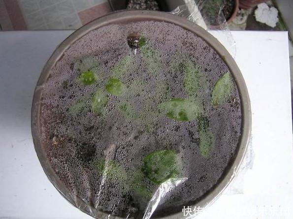 扦插月季、栀子花、三角梅,只用一个矿泉水瓶,插出满满大白根