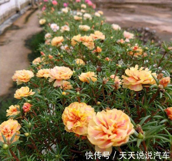 这种花长得像杂草,开花就泛滥,怎么折腾都不死,天天有花看