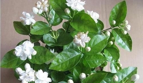 茉莉花有“3怕”，不知情的话，就会黄叶和落花，您别忽视