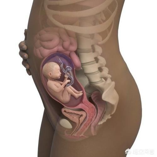胎儿6个月在腹中图片图片