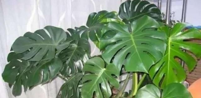 空气干燥、蚊虫多、异味大家里养这“4种花”,什么烦恼都没了