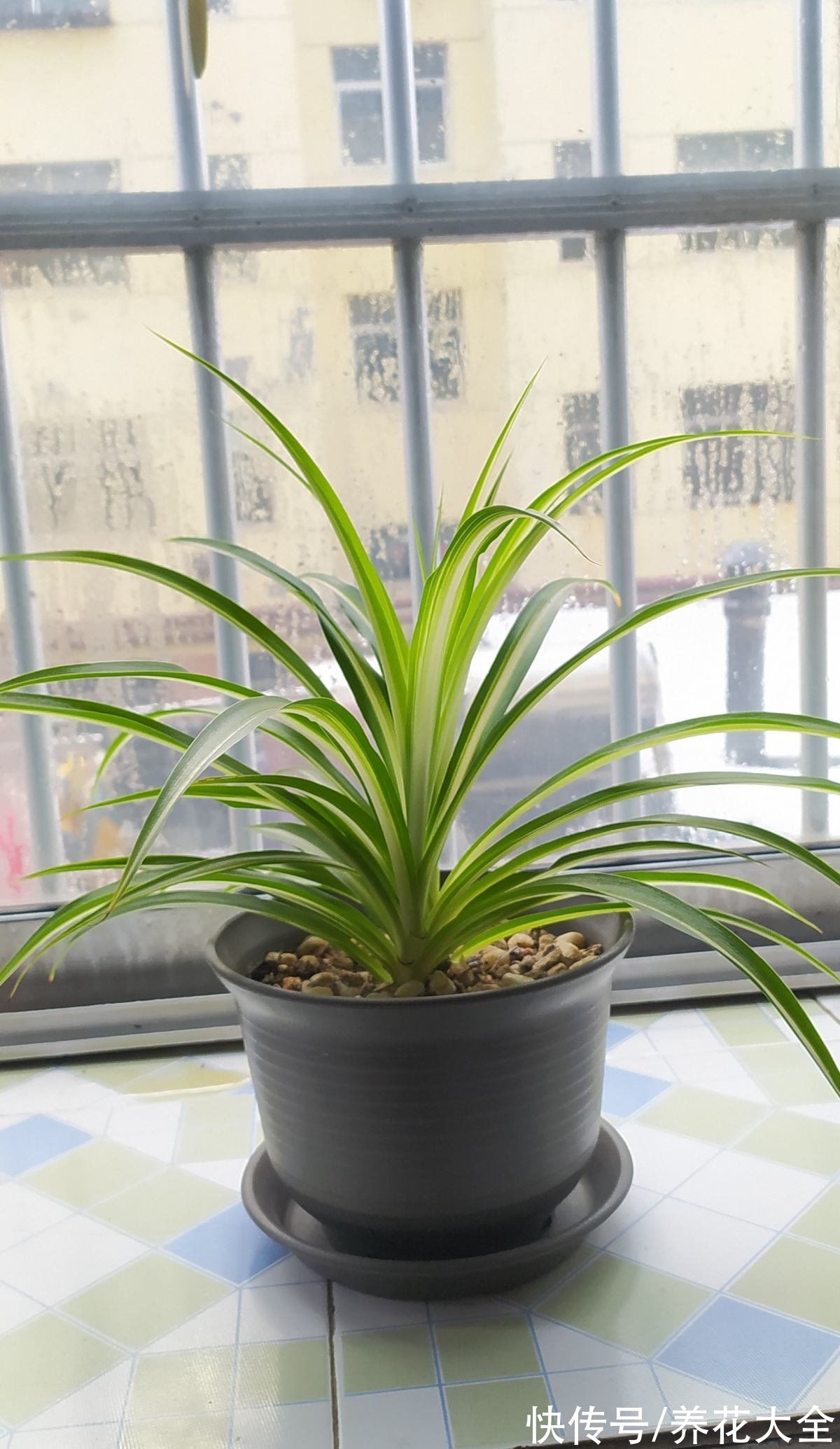 6种花是“醋坛子”，两个星期一杯醋，叶子油绿花开爆