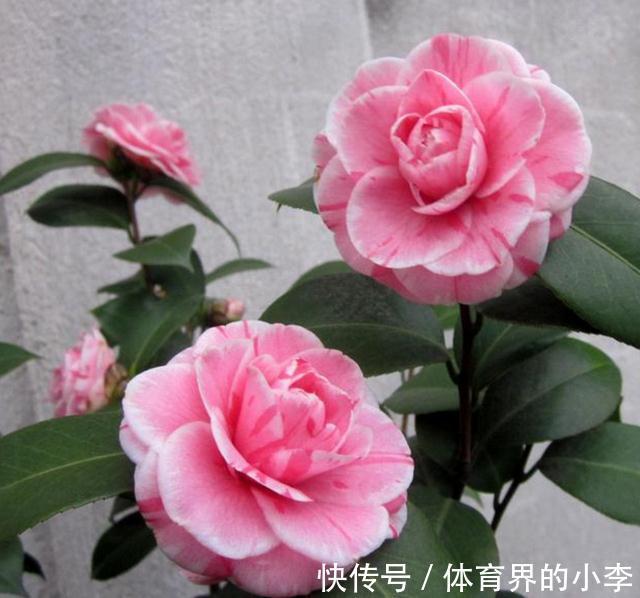 这2种花你确定不养吗,随便都能扦插繁殖,越养越多还能卖