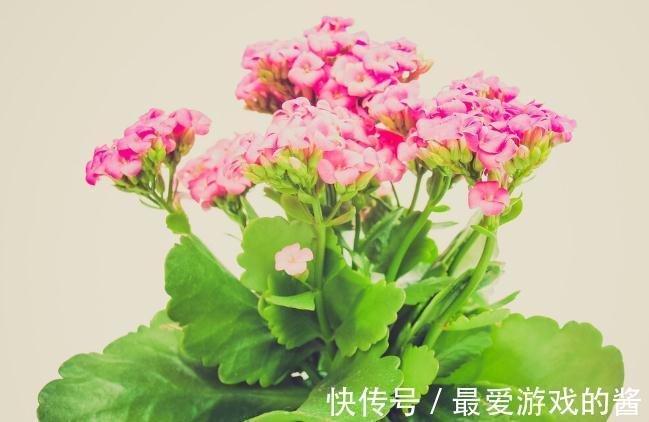 长寿花没长花苞，能不能剪？别剪，放个“大招”就可以了