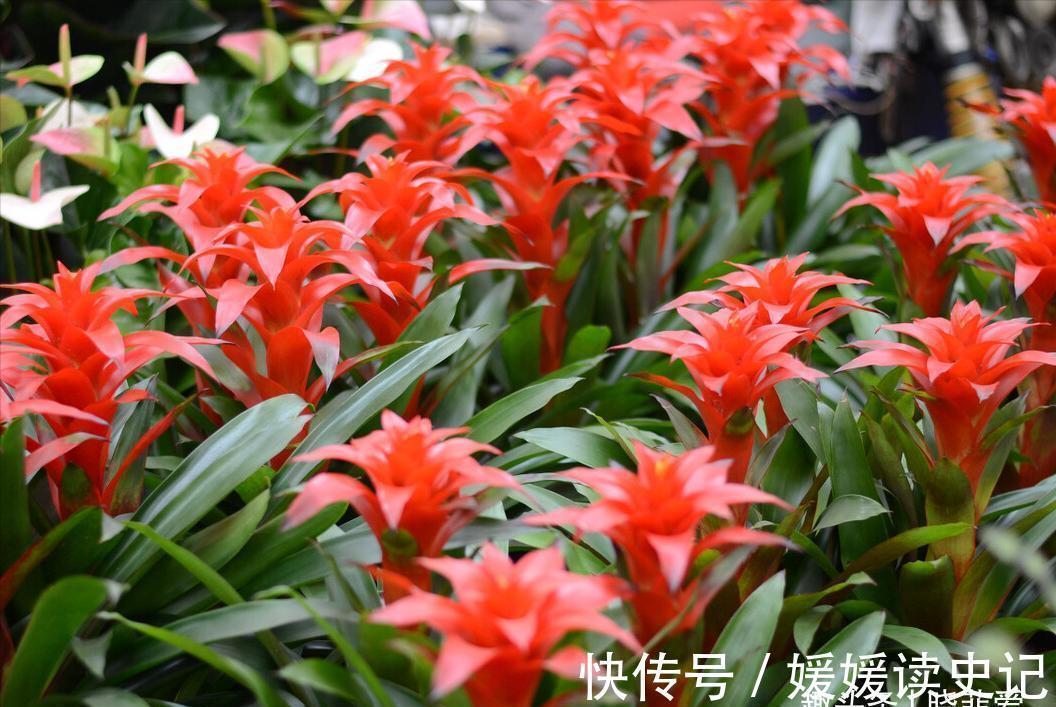 10种“旺运花”,家里至少养一盆,漂亮吉祥还“养人”