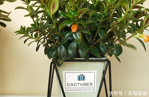 浇水不宜过|阳台养花草盆栽,秋冬该如何浇水?学会2招干湿判断技巧就够了