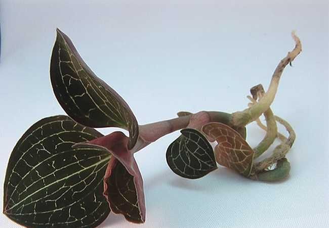 农村一野草,人称“药王”和“神草”,比野人参还珍贵