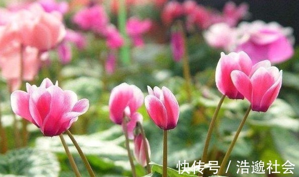 大岩桐|这“3种花”,叶片可不能沾水,很多人还不信,结果1盆都没养活!