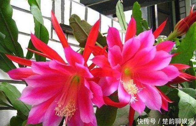 适合新手养的几种花,好活易爆盆,开花美长势旺