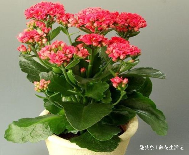 长寿花“花期”过后，需要及时这么做，来年开花旺盛艳丽！