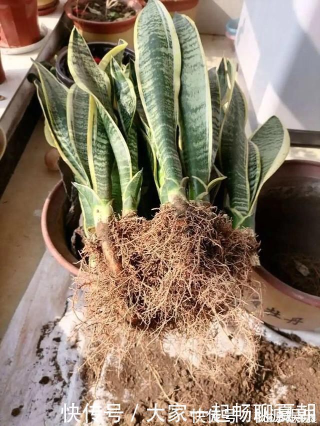 根系|3种花不用扦插,掰下来就能活,1盆变10盆,懒人也能养