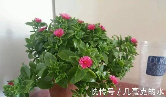 人养花，花亦养人！8种能“吃”的花，漂亮又美味，建议养一盆！