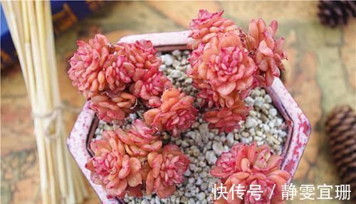 爆盆|家里养多肉,掌握几个要点,肉嘟嘟真好看,新手也能养爆盆