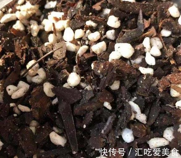 兰花怎么养,做好这些,开花多又香