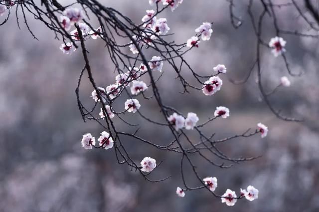 杏花|背靠五莲山！久负赏花盛名，今日一见确实惊叹