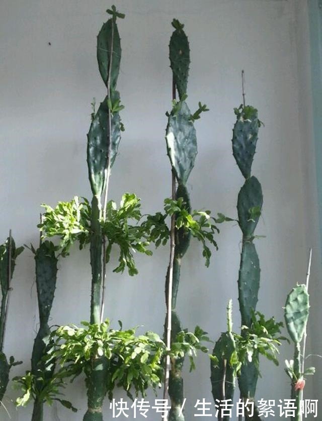 仙人掌嫁接蟹爪兰第一步,养一棵“七层宝塔”似的仙人掌!