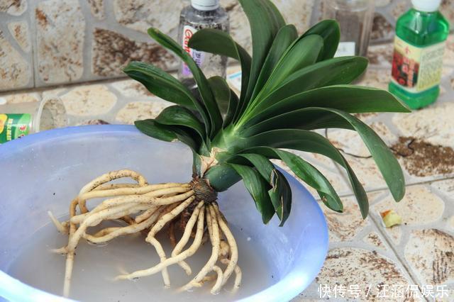 叶心里|夏天碰上君子兰烂根,别整盆扔,教你几招,还能长新芽