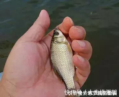 诱饵|农村小伙钓鱼就是狠,这样打窝,钓鱼钓到手发软